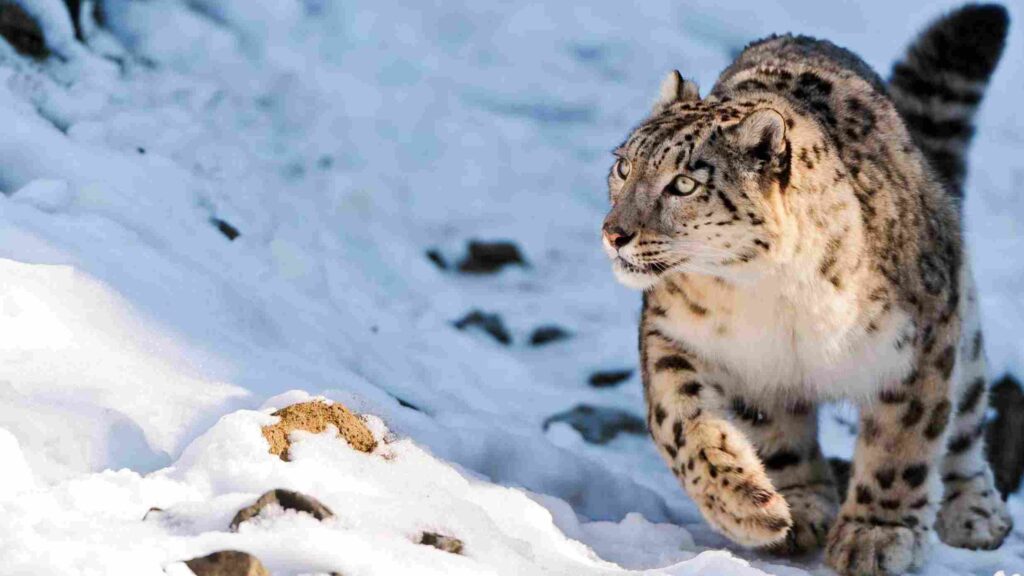 Great Himalayan National Park