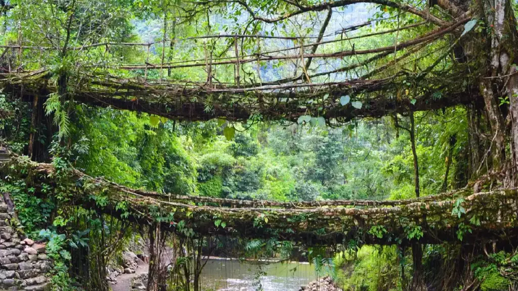 Living Root Twin Bridges, Meghalaya