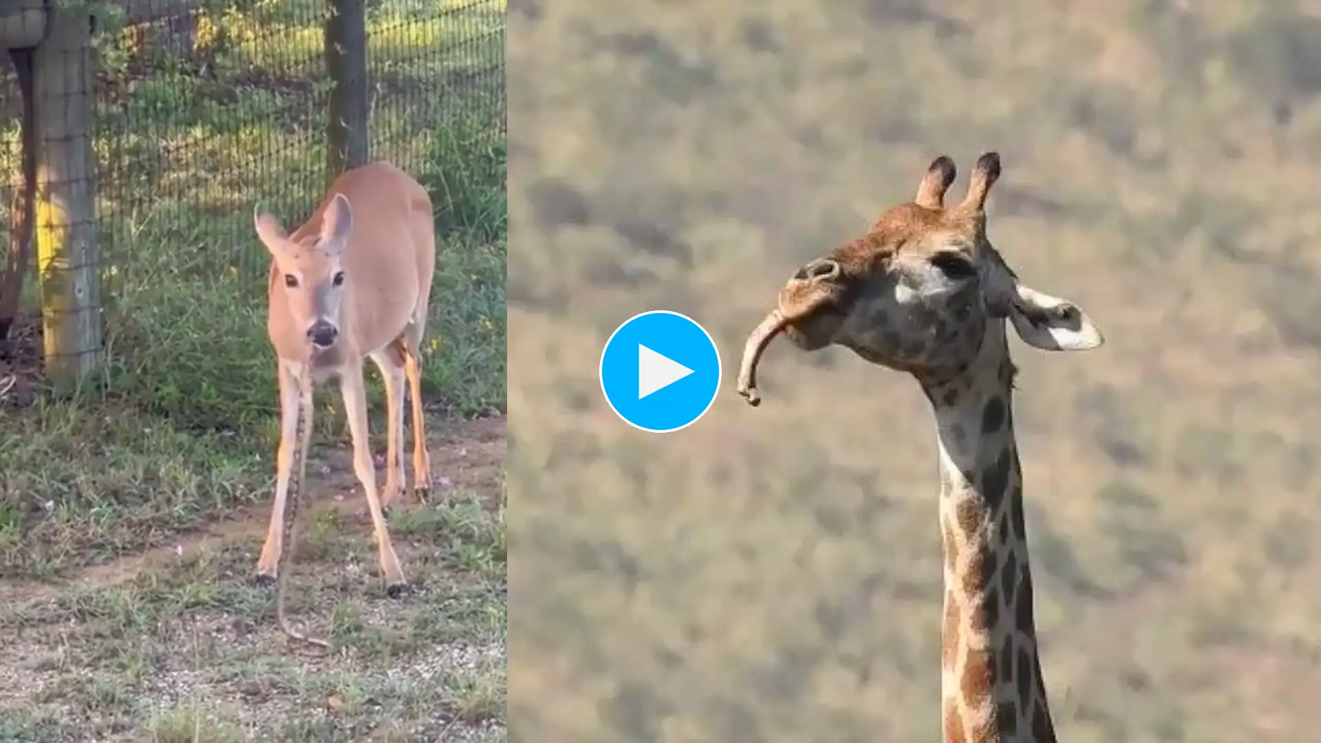 deer eating snake viral video